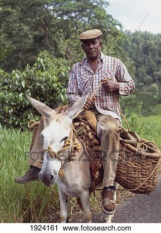 Old Man On Donkey View Large Photo Image Stock Image - Old Man On Donkey. Fotosearch