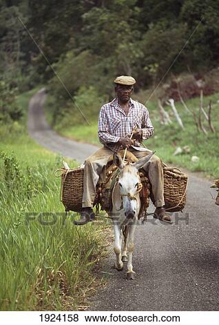 Old Man On Donkey View Large Photo Image Stock Photo - Old Man On Donkey. Fotosearch