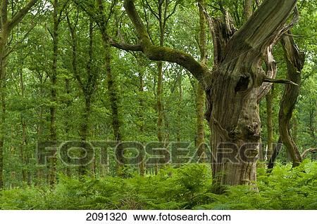 Stock Image - Old Oak Tree In Savernake Forest, Marlborough, Wiltshire, Uk. Fotosearch