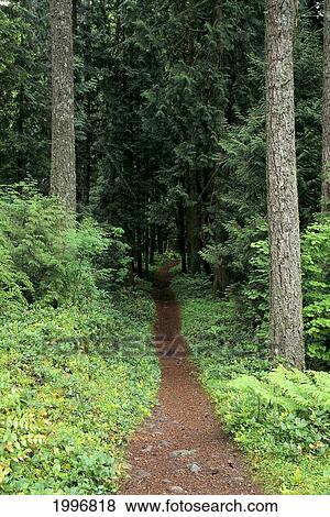 Stock Photo - Old Oregon Trail, Trail On Barlow Road Route, Mt. Hood National Forest A25A. Fotosearch