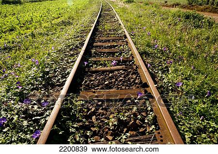 Old Rail Tracks In Santa Barbara Do Sul, Rio Grande Do Sul, Brazil View Large Photo Image Stock Photo - Old Rail Tracks In Santa Barbara Do Sul, Rio Grande Do Sul, Brazil. Fotosearch