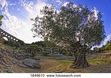Old Ruins Of An Aqueduct And Ancient Olive Tree; Pont Du Gard, Nimes, Prance View Large Photo Image Stock Image - Old Ruins Of An Aqueduct And Ancient Olive Tree; Pont Du Gard, Nimes, Prance. Fotosearch