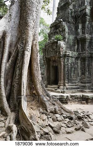 Stock Photograph - Old Tree In Temple In Cambodia. Fotosearch