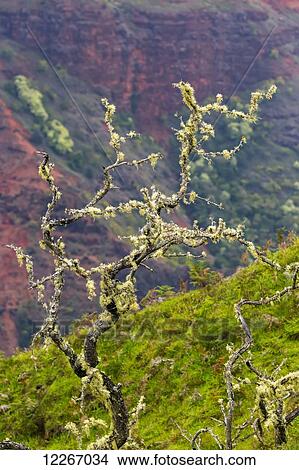 Old tree in Waimea Canyon; Kalalau, Kauai, Hawaii, United States of America View Large Photo Image Picture - Old tree in Waimea Canyon; Kalalau, Kauai, Hawaii, United States of America. Fotosearch