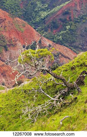 Stock Photo - Old tree in Waimea Canyon; Kalalau, Kauai, Hawaii, United States of America. Fotosearch