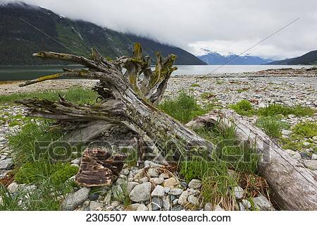 Stock Photo - Old Tree Trunks And Stumps Along The Ocean; Haines Alaska Usa. Fotosearch