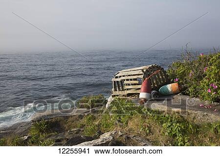 Stock Image - Old wooden lobster trap and buoys by wild roses, on bluff overlooking Atlantic Ocean, Pemaquid Peninsula; Maine, United States of America. Fotosearch
