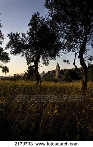 Stock Image - Olive grove and church at dusk; Island of Lopud, Croatia. Fotosearch