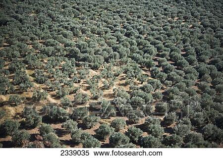 Olive Groves; Delphi, Greece View Large Photo Image Stock Photography - Olive Groves; Delphi, Greece. Fotosearch