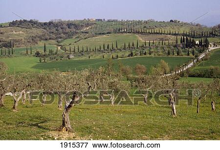 Stock Photo - Olive Orchards & Cypress Trees. Fotosearch