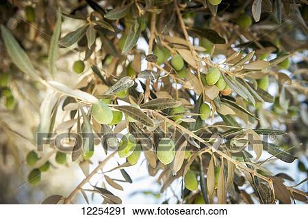 Olive tree; Lasithi Plateau, Crete, Greece View Large Photo Image Stock Image - Olive tree; Lasithi Plateau, Crete, Greece. Fotosearch