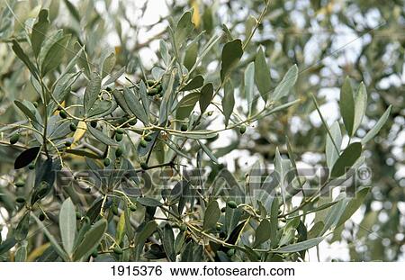Stock Photograph - Olive Trees At Fattoria Maionchi Tofori. Fotosearch