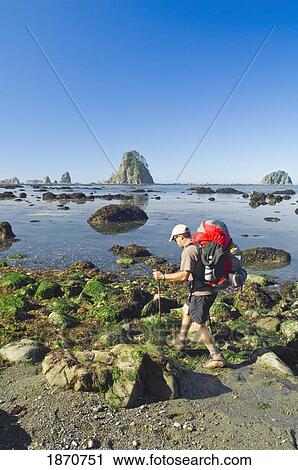 Olympic National Park, Washington, United States Of America; A Man Backpacking Along The Coast View Large Photo Image Stock Image - Olympic National Park, Washington, United States Of America; A Man Backpacking Along The Coast. Fotosearch