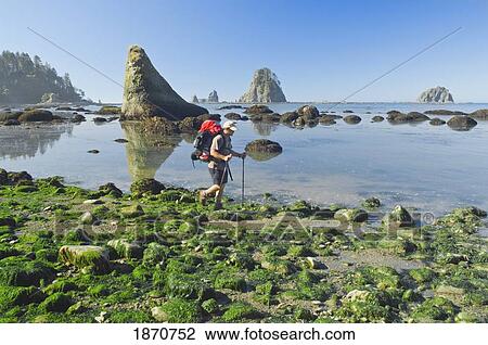 Stock Image - Olympic National Park, Washington, United States Of America; A Man Backpacking Along The Coast. Fotosearch
