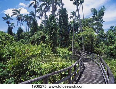 On A Boardwalk Through The Royal Palms Reserve, Negril, Jamaica. View Large Photo Image Stock Photography - On A Boardwalk Through The Royal Palms Reserve, Negril, Jamaica.. Fotosearch