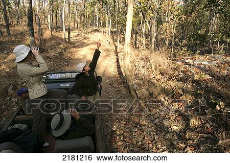 On jeep safari in Pench National Park; Madhya Pradesh, India View Large Photo Image Stock Photograph - On jeep safari in Pench National Park; Madhya Pradesh, India. Fotosearch