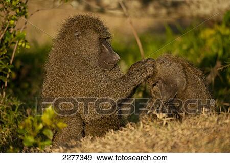 Stock Photo - One baboon preening another at dawn, Ol Pejeta Conservancy; Kenya. Fotosearch