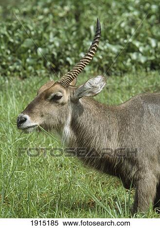 Stock Photography - One Horned Waterbuck Eating Grass. Fotosearch