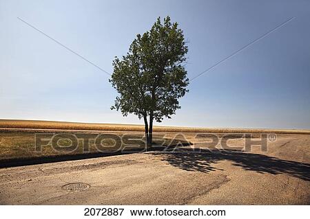 One Tree At Edge Of Small Town Next To Farmer's Fields, Saskatchewan View Large Photo Image Stock Photo - One Tree At Edge Of Small Town Next To Farmer's Fields, Saskatchewan. Fotosearch