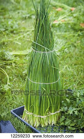 Onion grass (Romulea rosea) bundled after harvest; Palmer, Alaska, United States of America View Large Photo Image Stock Image - Onion grass (Romulea rosea) bundled after harvest; Palmer, Alaska, United States of America. Fotosearch