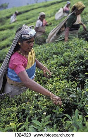 Stock Photo - Ooty Tea Plantation; Tamil Nadu, India. Fotosearch