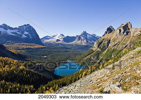 Stock Image - Opabin Plateau And Lake O'hara, Yoho National Park, British Columbia. Fotosearch