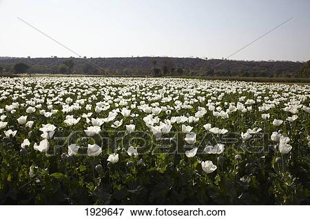 Stock Photo - Opium poppies near Bijapur Rajasthan India. Fotosearch
