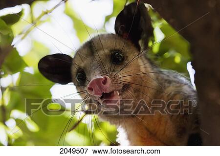 Stock Photo - Opossum In A Tree, Guayaquil, Guayas, Ecuador. Fotosearch