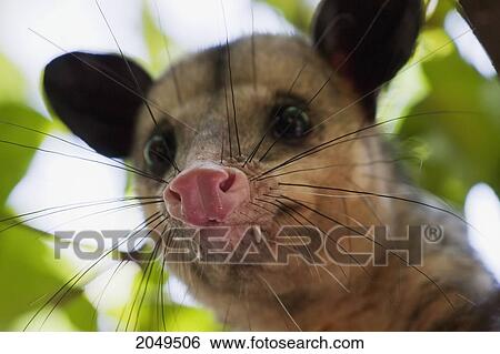Stock Photograph - Opossum In A Tree, Guayaquil, Guayas, Ecuador. Fotosearch