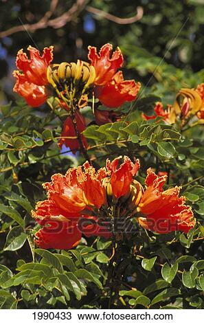 Stock Image - Orange African Tulips Growing In Field. Fotosearch