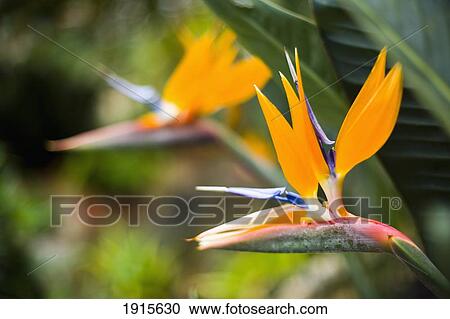 Orange And Blue Bird Of Paradise Flower View Large Photo Image Stock Image - Orange And Blue Bird Of Paradise Flower. Fotosearch
