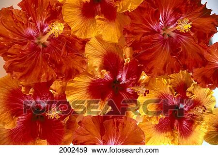 Stock Photo - Orange And Red Hybrid Hibiscus Flowers Close-Up, Overlapping Cluster. Fotosearch