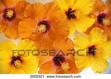 Stock Image - Orange And Yellow Hibiscus Flowers With Red Centers, Over Lapping, Water Drops. Fotosearch