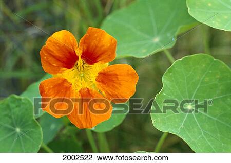 Stock Image - Orange Blossom Of Nasturtium (Tropaeolum Majus L. ) On Plant. Fotosearch