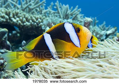 Stock Photography - Orange-Fin Anemonefish (Amphiprion Chrysopterus) over Anemone; Fiji. Fotosearch