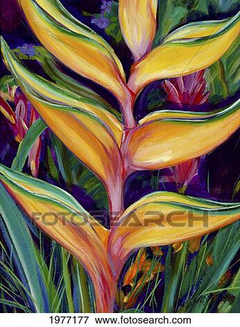 Stock Photo - Orange Heliconia, Close-Up Of Single Blossom (Acrylic Painting).. Fotosearch