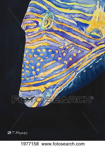 Stock Photo - Orange-Lined Trigger, Profile Of Orange-Lined Triggerfish, Close-Up Of Head (Watercolor Painting).. Fotosearch