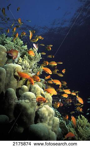 Picture - Orange Lyretail Anthies Swarming Over Reef. Red Sea, Egypt. Scuba Diving / Underwater.. Fotosearch