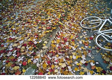Stock Image - Orange, red, and yellow leaves scattered over a sidewalk, Autumn, Burlington, Vermont, USA. Fotosearch