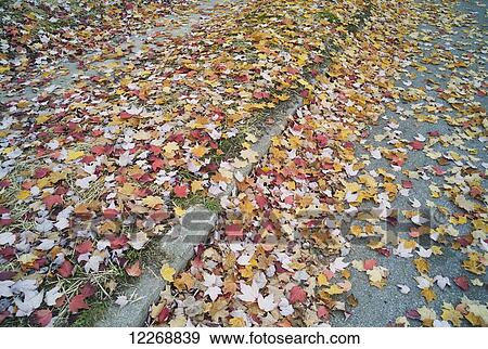 Orange, red, and yellow leaves scattered over a sidewalk, Autumn, Burlington, Vermont, USA View Large Photo Image Stock Photo - Orange, red, and yellow leaves scattered over a sidewalk, Autumn, Burlington, Vermont, USA. Fotosearch