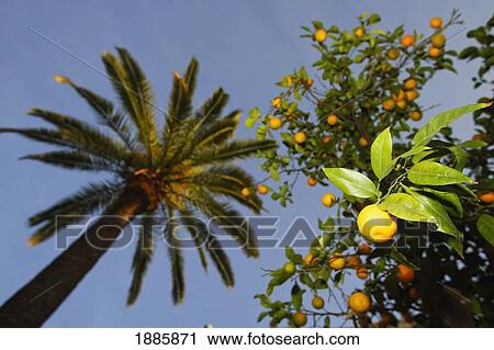 Orange Tree And Palm Tree, Close Up View Large Photo Image Stock Image - Orange Tree And Palm Tree, Close Up. Fotosearch