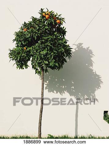 Stock Photo - Orange Tree And Shadow Against White Wall. Fotosearch