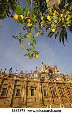 Orange Trees By Cathedral Gilrada View Large Photo Image Stock Image - Orange Trees By Cathedral Gilrada. Fotosearch