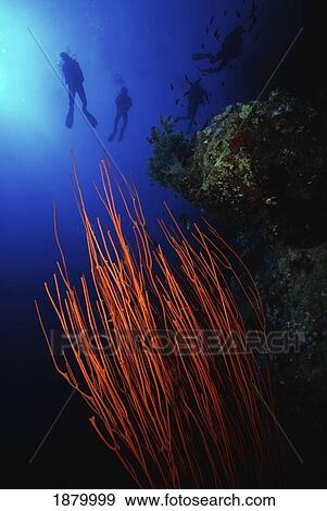 Orange Whip Coral With Four Divers In Background View Large Photo Image Stock Photo - Orange Whip Coral With Four Divers In Background. Fotosearch