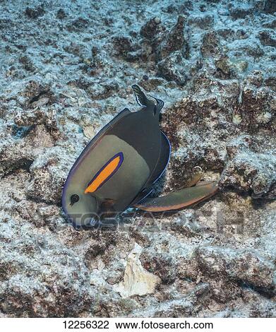 Stock Image - Orangeband Surgeonfish (Acanthurus olivaceus); Kona, Island of Hawaii, Hawaii, United States of America. Fotosearch
