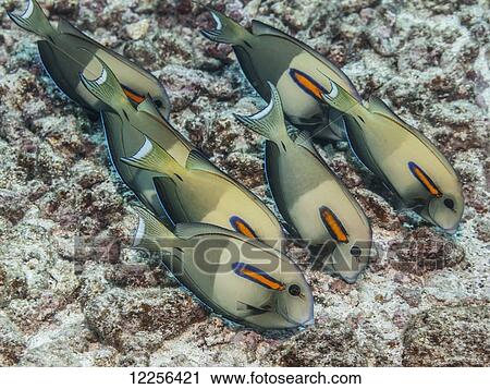 Orangeband Surgeonfish (Acanthurus olivaceus) feeding on benthic algae, near Kona; Island of Hawaii, Hawaii, United States of America View Large Photo Image Stock Image - Orangeband Surgeonfish (Acanthurus olivaceus) feeding on benthic algae, near Kona; Island of Hawaii, Hawaii, United States of America. Fotosearch