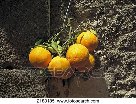 Stock Photography - Oranges, Seville, Spain.. Fotosearch