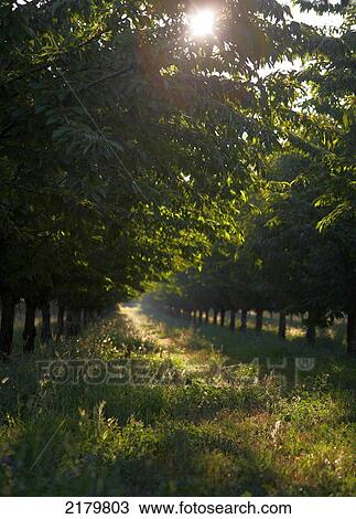 Orchard near Isle-sur-la-Sorge Provence France View Large Photo Image Stock Image - Orchard near Isle-sur-la-Sorge Provence France. Fotosearch