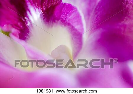 Stock Image - Orchid, Close-up of purple blossom. Fotosearch