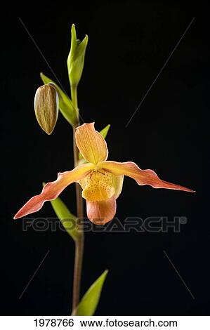 Orchid On Black Background. View Large Photo Image Stock Photograph - Orchid On Black Background.. Fotosearch